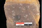 Foto (Detailansicht) von Pinus ciliata Ettingshausen (NHMW-GEO-2024-0188-0321)